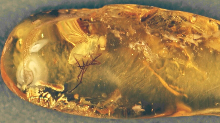 Fossil fly in Baltic amber from the Eocene of Russia