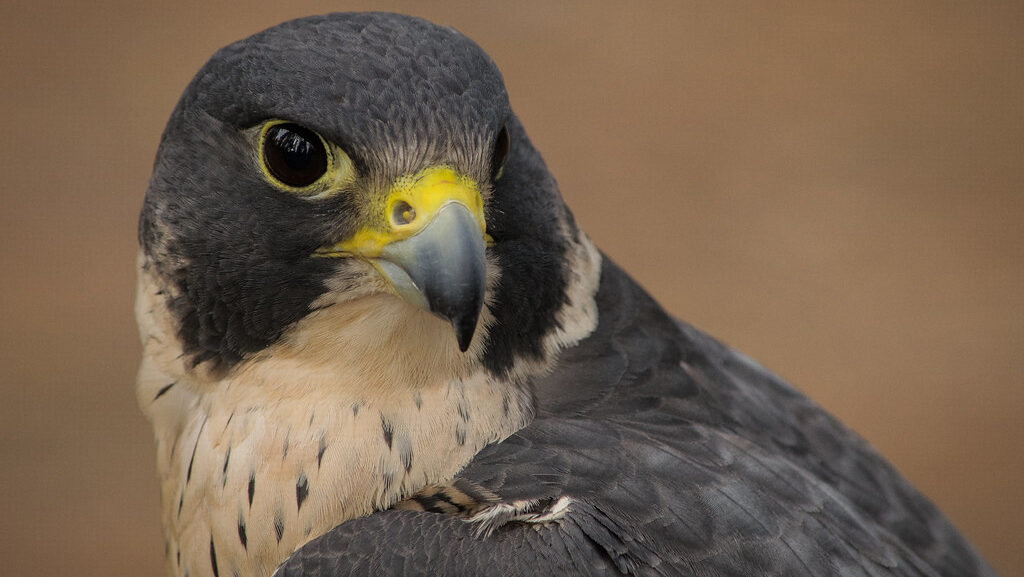 Close-up of female Peregrine Falcon head