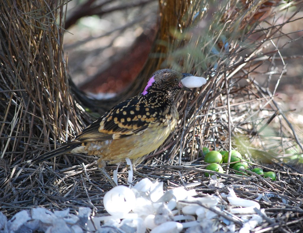 A Western Bowerbird with patterned plumage holds a white object near its decorated bower.