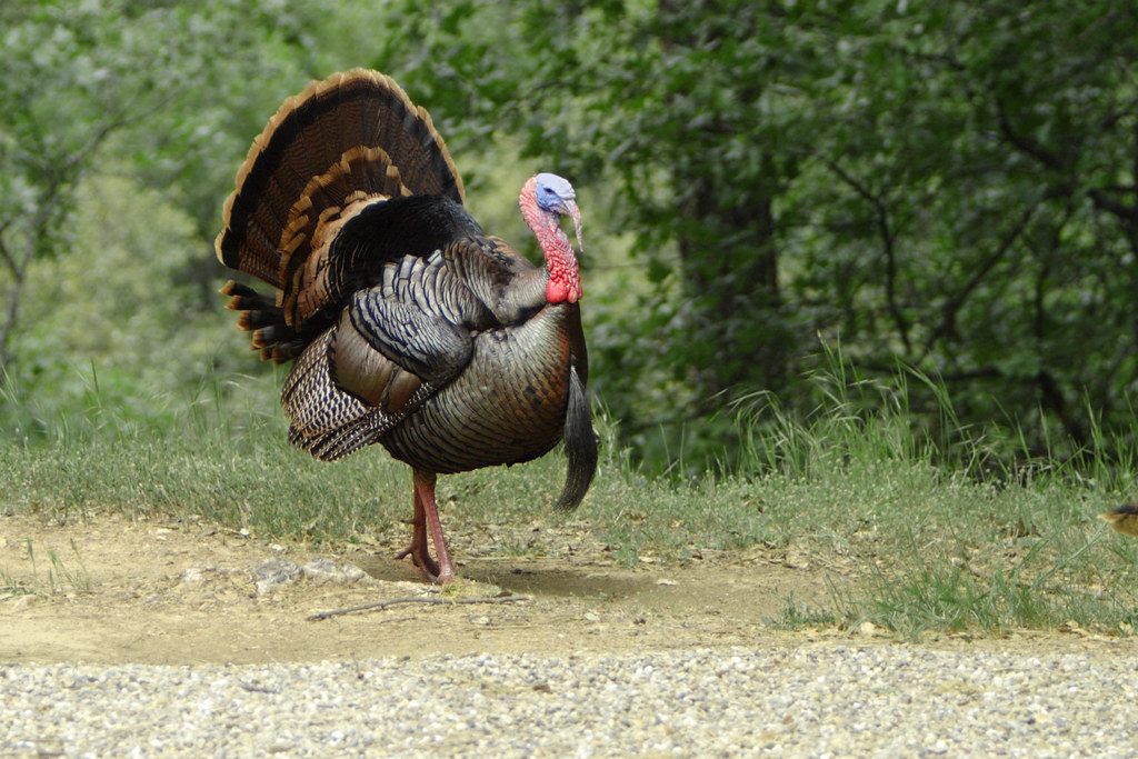 A wild turkey walks on a dirt path.