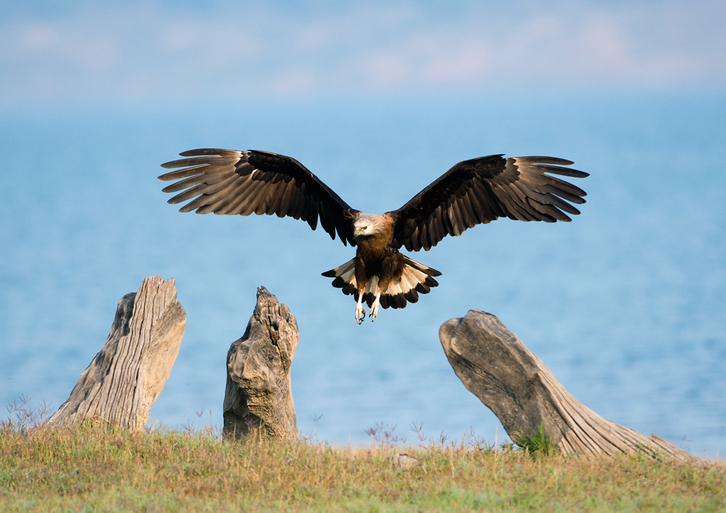 A powerful Pallas's Fish Eagle soars with wide wings above two tree stumps.