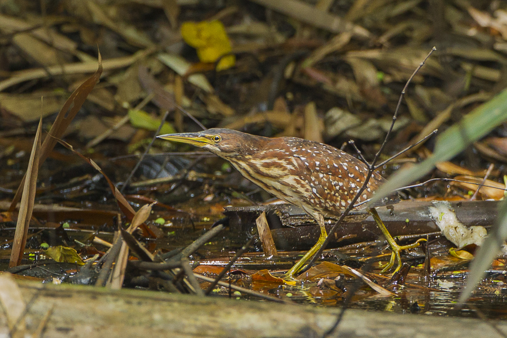 A slender Cinnamon Bittern, a type of heron, stands amidst reeds, blending seamlessly with its surroundings.