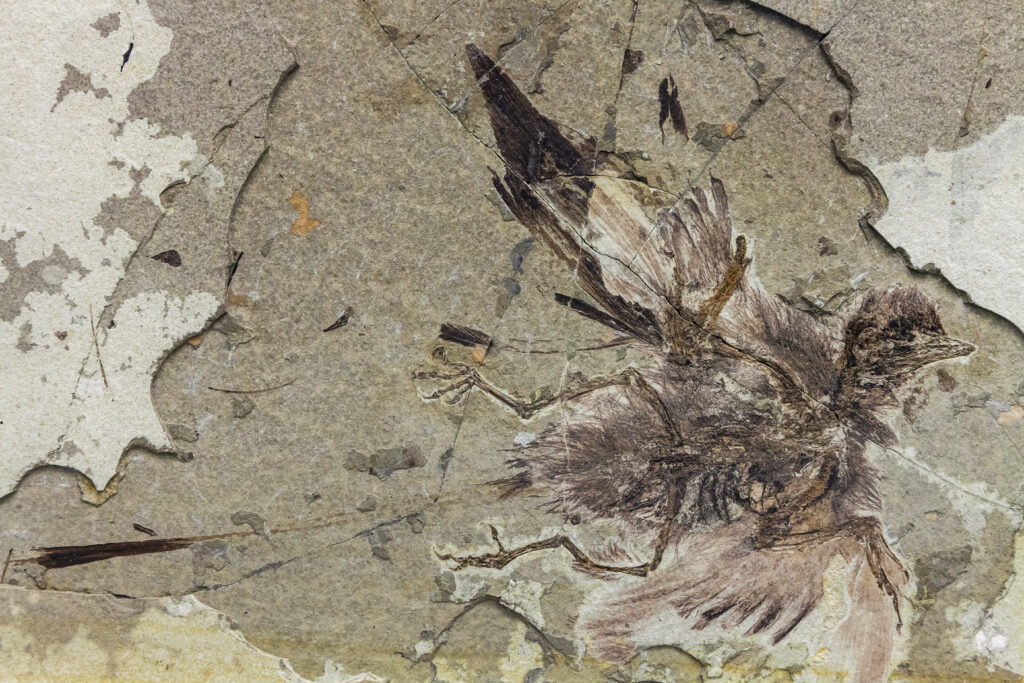 A fossil of Protopteryx fengningensis, an early bird, is exquisitely preserved.
