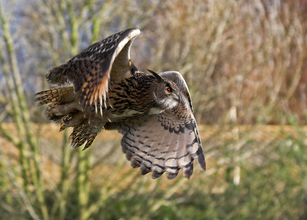 A Eurasian eagle-owl flies with powerful wing beats, its orange eyes focused.