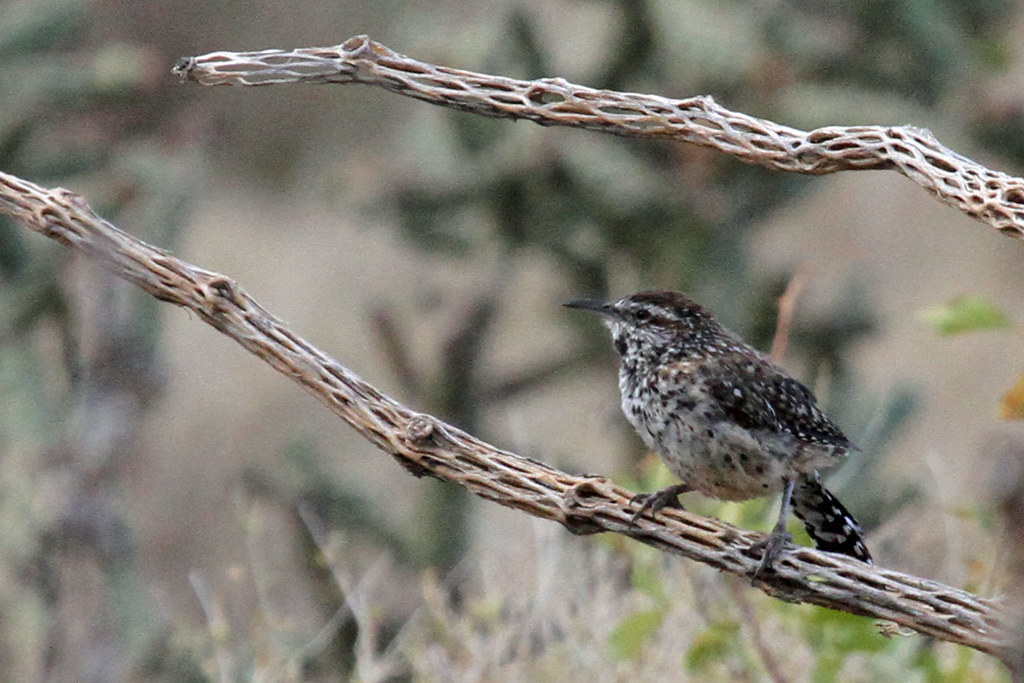 A cactus wren with speckled plumage perches on a dry, thorny cholla skeleton branch.