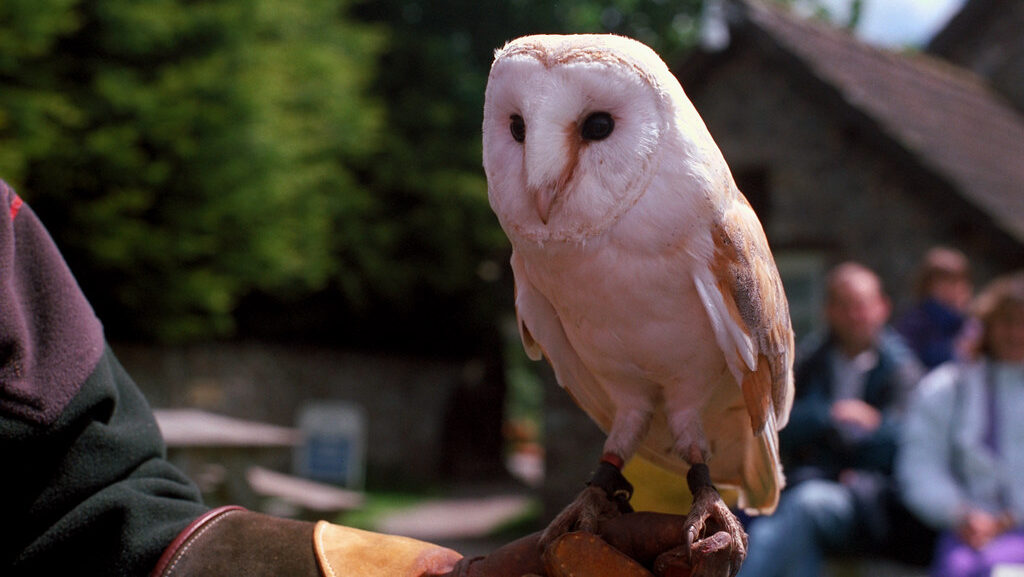 A Barn Owl with pale plumage perches attentively on a handler's gloved hand.