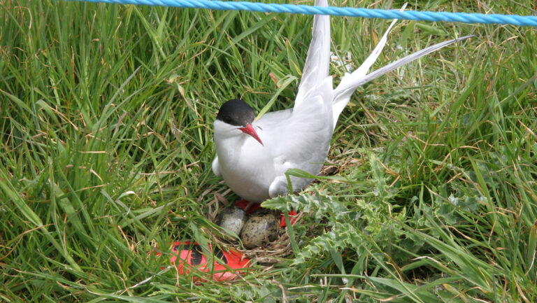 Arctic Tern perched on its nest, guarding eggs