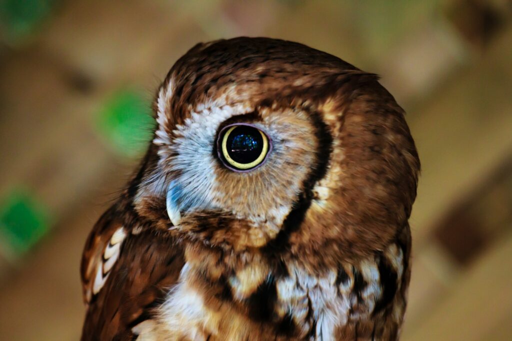 A close-up of an Eastern Screech Owl's head, showing its yellow eye and mottled plumage.