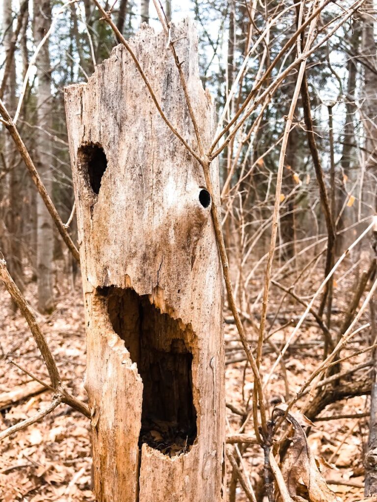 Close-up of tree cavity formed in a dead tree trunk