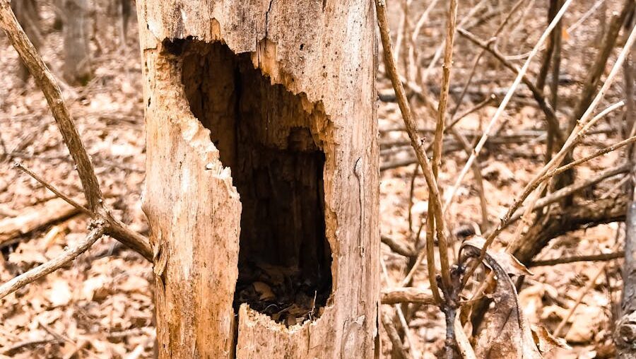Close-up of tree cavity formed in a dead tree trunk