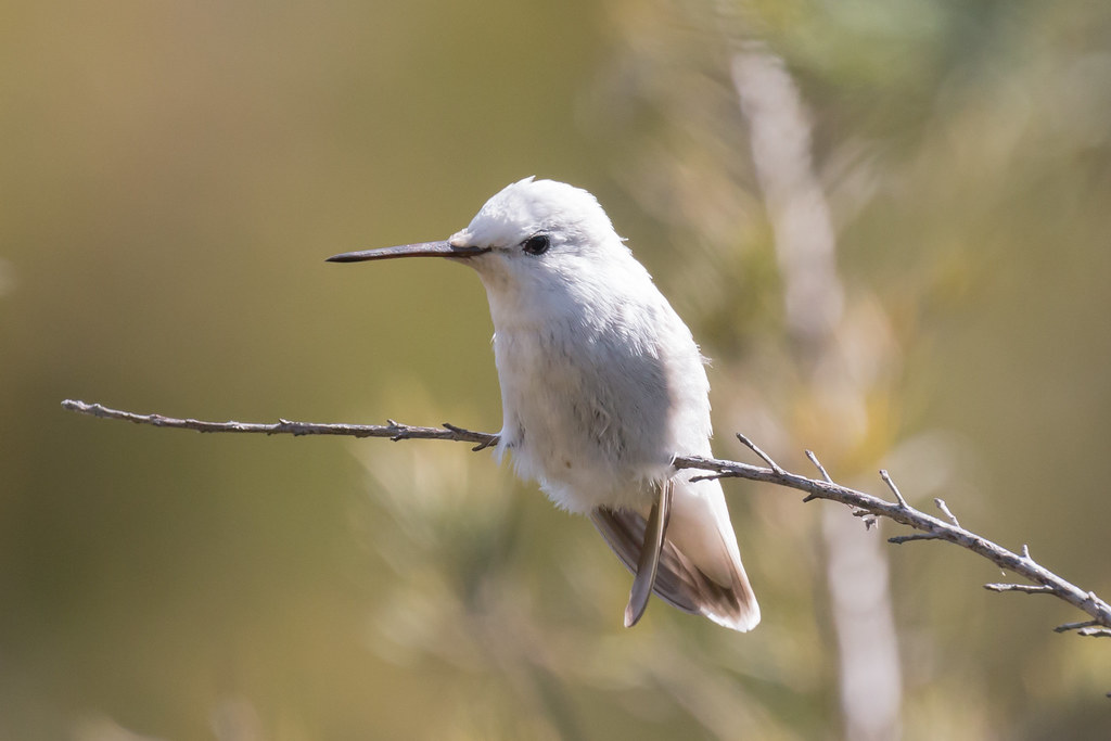 A Leucistic Anna's Hummingbird with white plumage and a long dark beak perches on a branch.