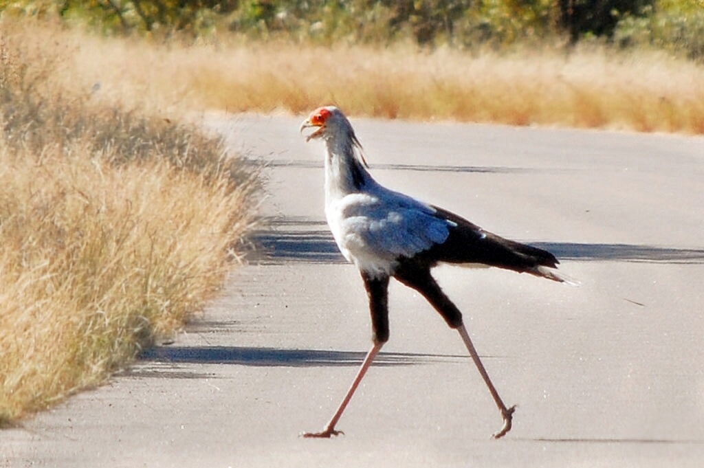 A Secretary Bird walks across a road, showing its long legs and distinctive red face.