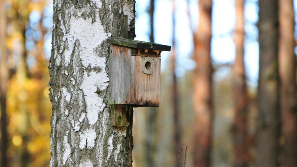 Wooden nesting box mounted on a tree with a metal-reinforced entrance hole