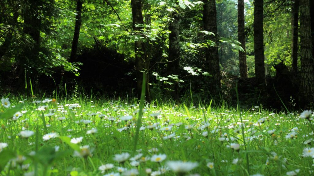 Lush green plants covering the forest floor in a woodland setting
