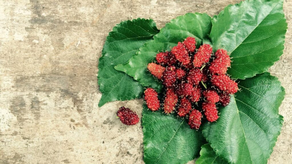Fresh mulberries resting on green mulberry leaves