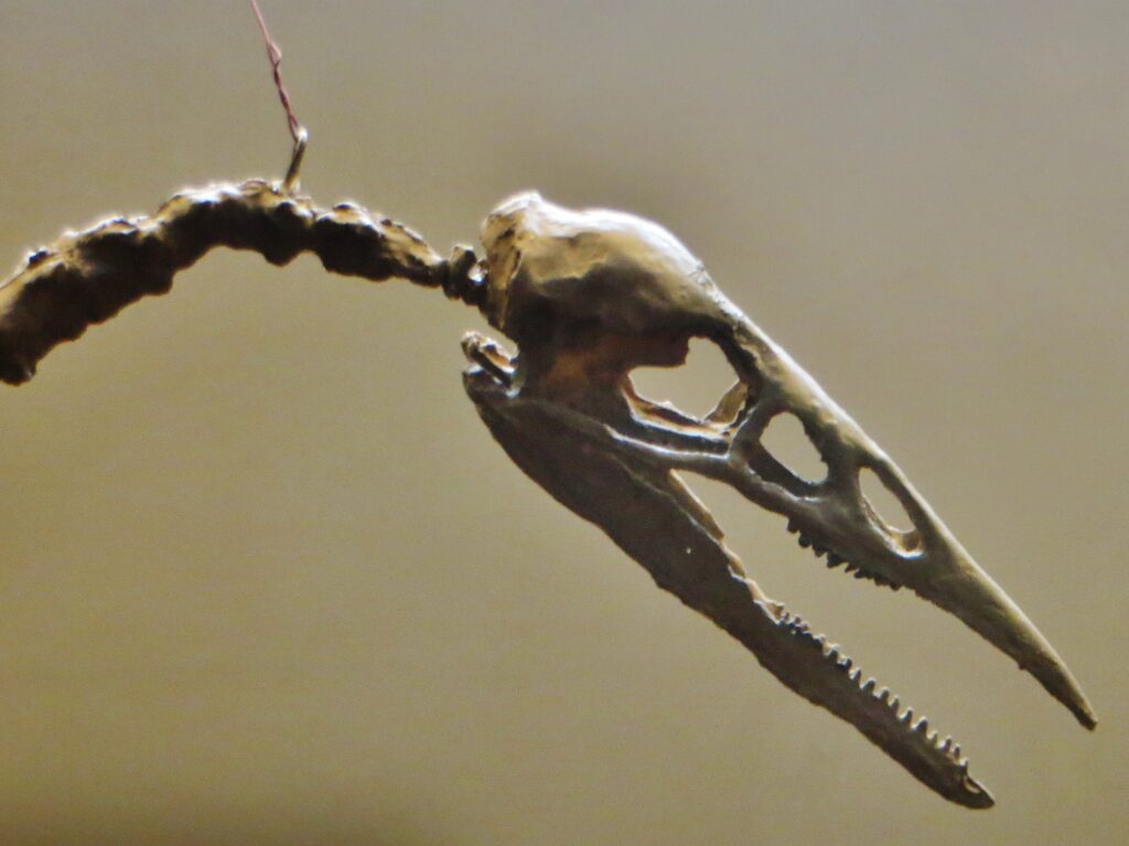 A close-up of an Ichthyornis dispar fossil skull reveals its sharp, conical teeth.