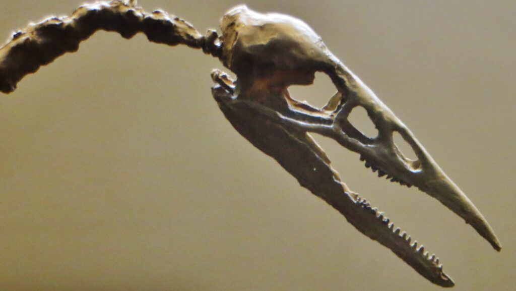 A close-up of an Ichthyornis dispar fossil skull reveals its sharp, conical teeth.