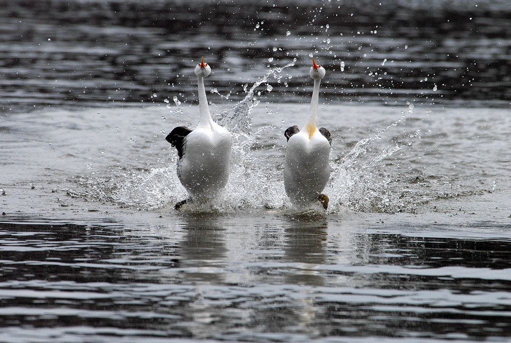 Two Clark's Grebes run upright on the water surface, creating large splashes.