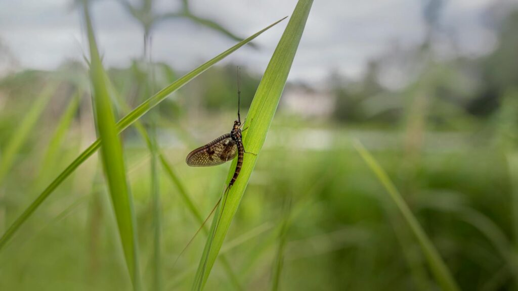 Mayfly resting on green plant leaf