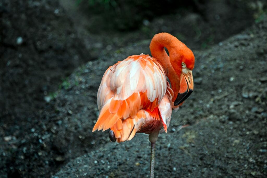 Vivid close-up of a flamingo standing on one leg in a natural setting.