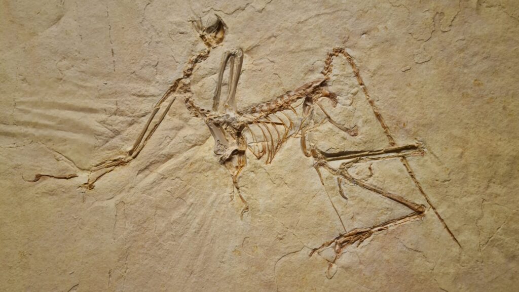 Display of Urvogel (Archaeopteryx bavarica) from the Upper Jurassic Solnhofen Plattenkalk, approximately 150 million years old, Bavaria, Germany.