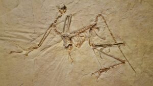 Display of Urvogel (Archaeopteryx bavarica) from the Upper Jurassic Solnhofen Plattenkalk, approximately 150 million years old, Bavaria, Germany.