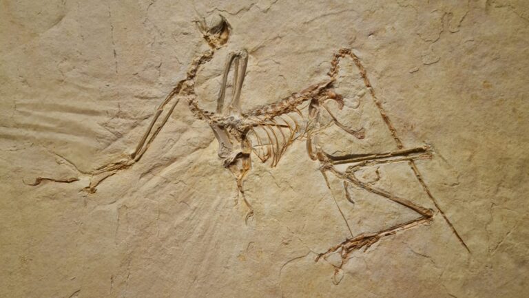 Display of Urvogel (Archaeopteryx bavarica) from the Upper Jurassic Solnhofen Plattenkalk, approximately 150 million years old, Bavaria, Germany.