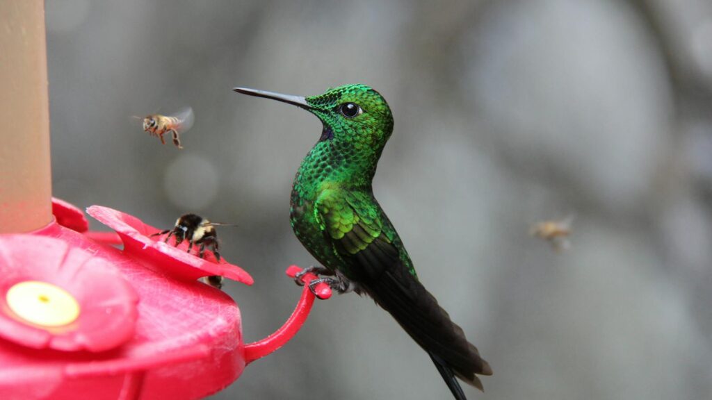 Green crowned brilliant hummingbird perched on feeder with bees nearby