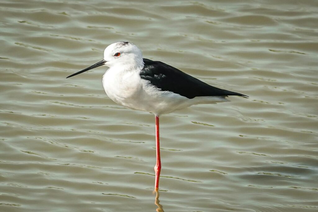A Black-winged Stilt stands on one long red leg in shallow water.