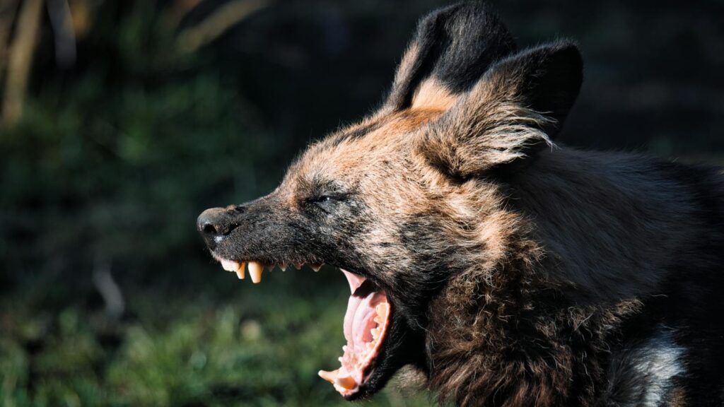 Hyena with mouth open giving the appearance of yawning or laughing