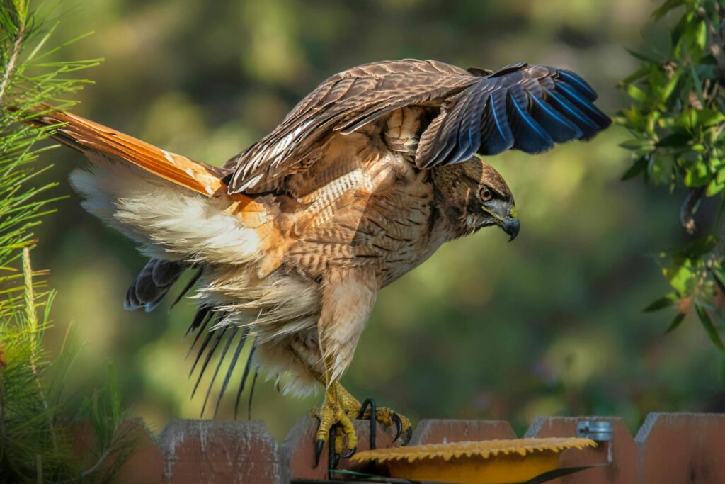 A red-tailed hawk perches on a fence, its wings slightly raised.