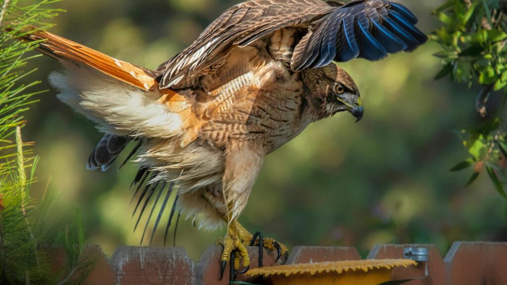 A red-tailed hawk perches on a fence, its wings slightly raised.