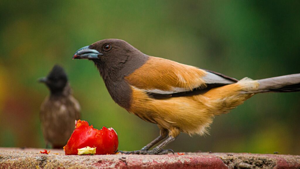 Rufous Treepie feeding on ripe red fruit outdoors