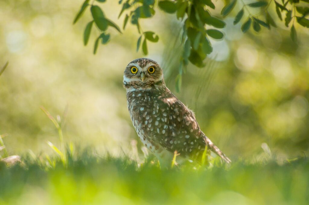 A burrowing owl stands on green grass, looking forward with bright yellow eyes.