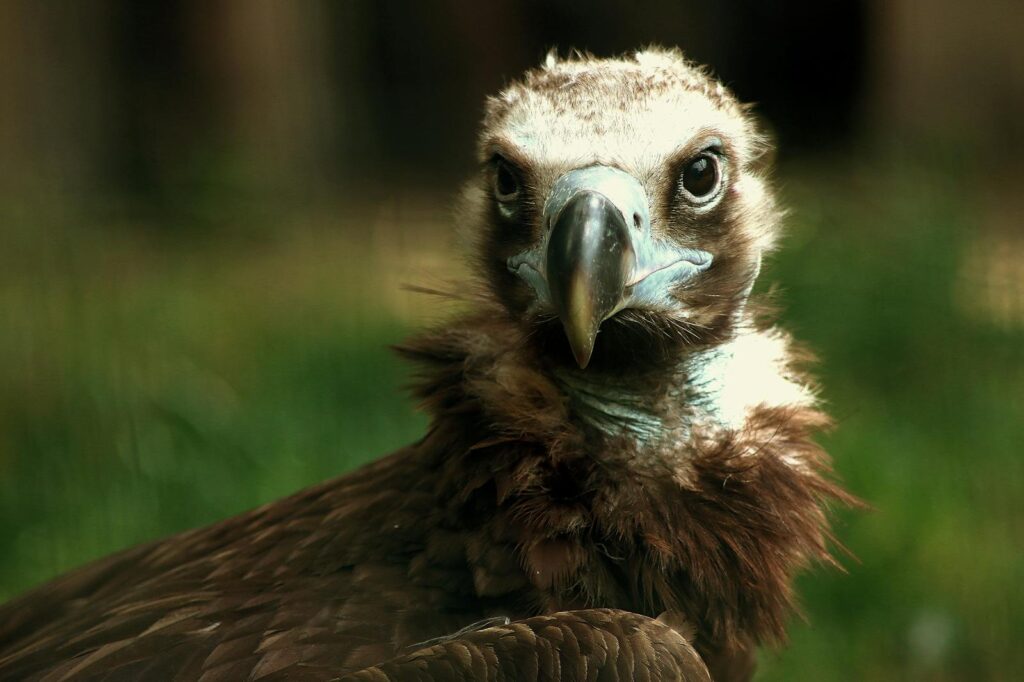 A cinereous vulture chick with fuzzy white down and dark eyes looks forward.