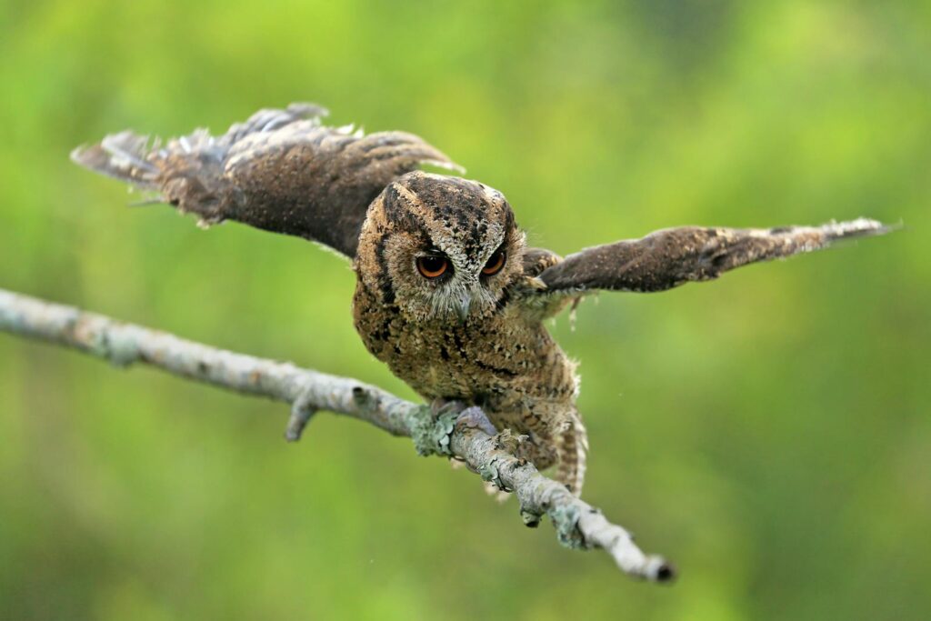 A Eurasian scops owl stretches its wings while perched on a mossy branch.