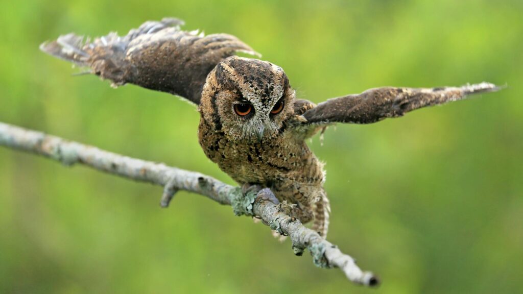 A Eurasian scops owl stretches its wings while perched on a mossy branch.