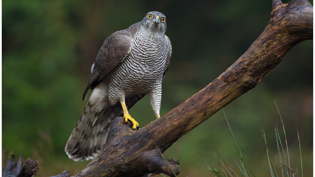 Female Northern Goshawk perched on a damp tree