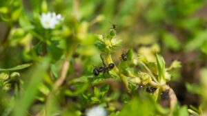 Ant activity on lush foliage along a garden shrub branch