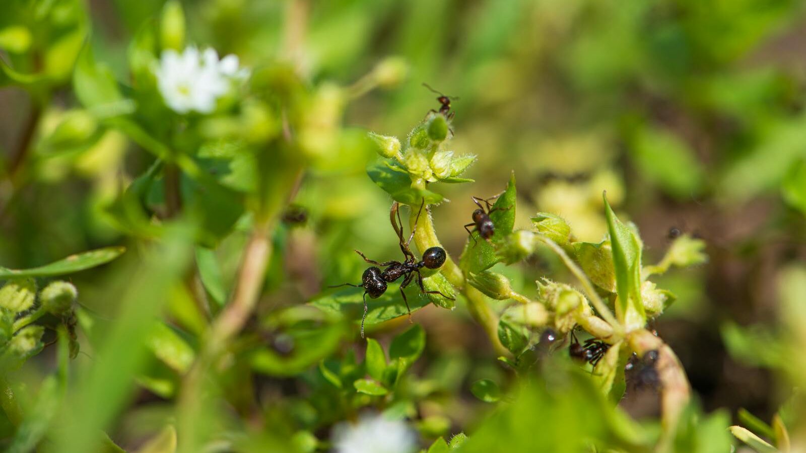 Ant activity on lush foliage along a garden shrub branch