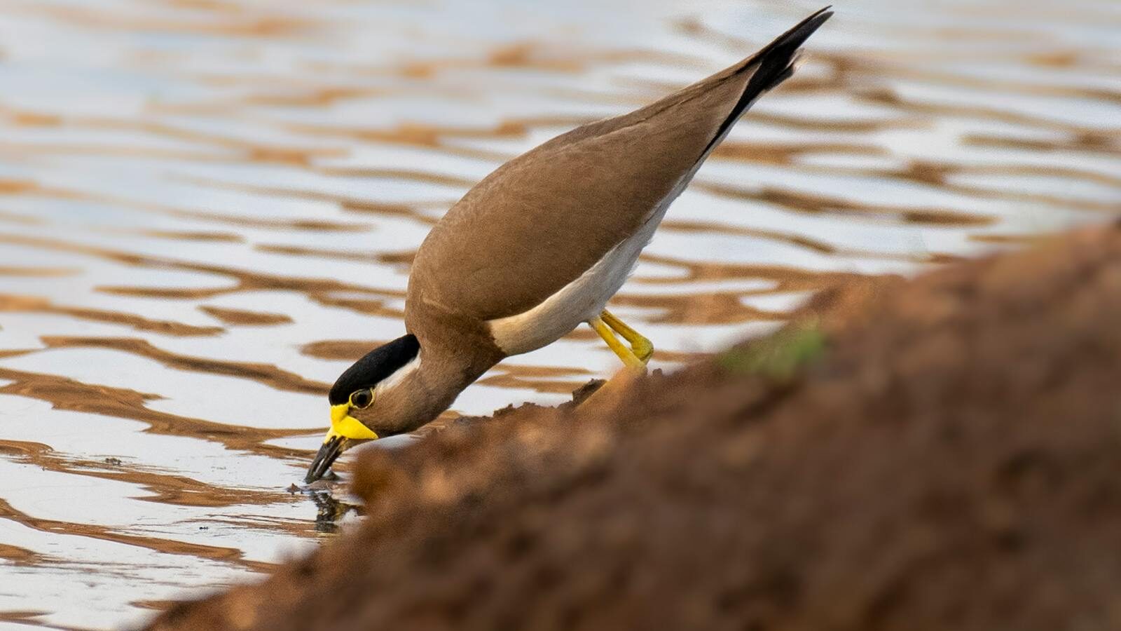 Yellow-wattled Lapwing drinking water from a puddle while standing on bare soil