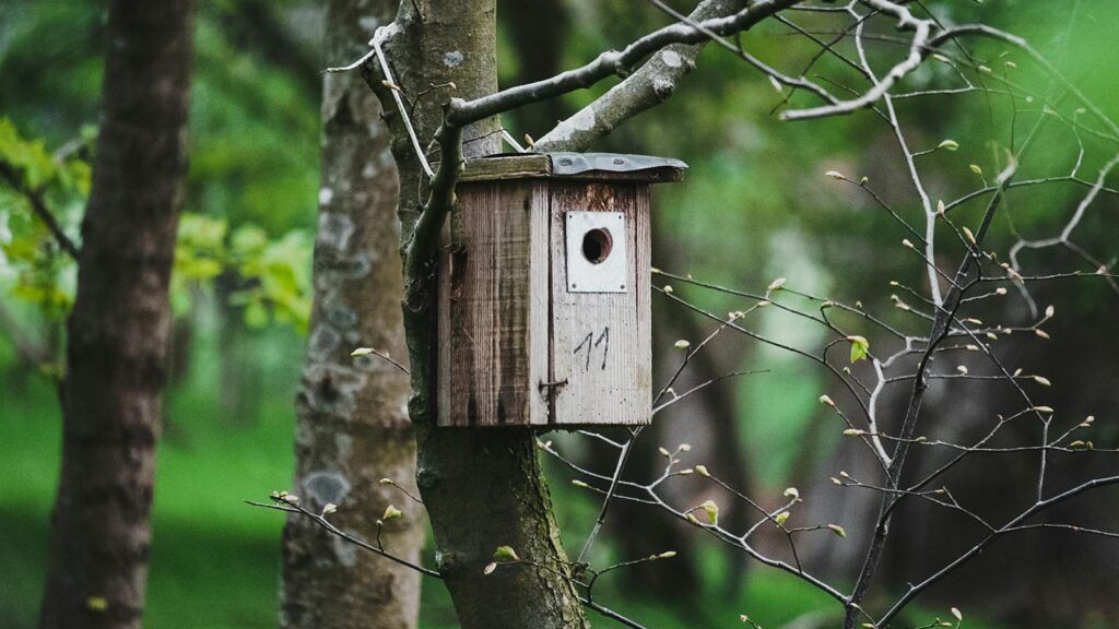 Nesting box attached to a tree
