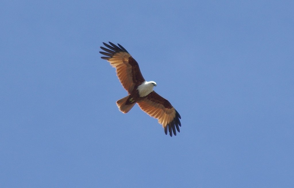 A Philippine Eagle soars gracefully against a clear blue sky, wings outstretched in flight.