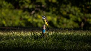 Bird perched on top of a garden sprinkler in a backyard