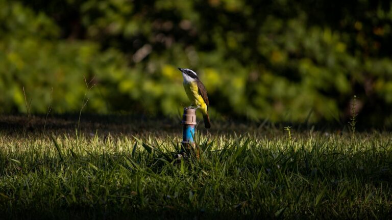 Bird perched on top of a garden sprinkler in a backyard