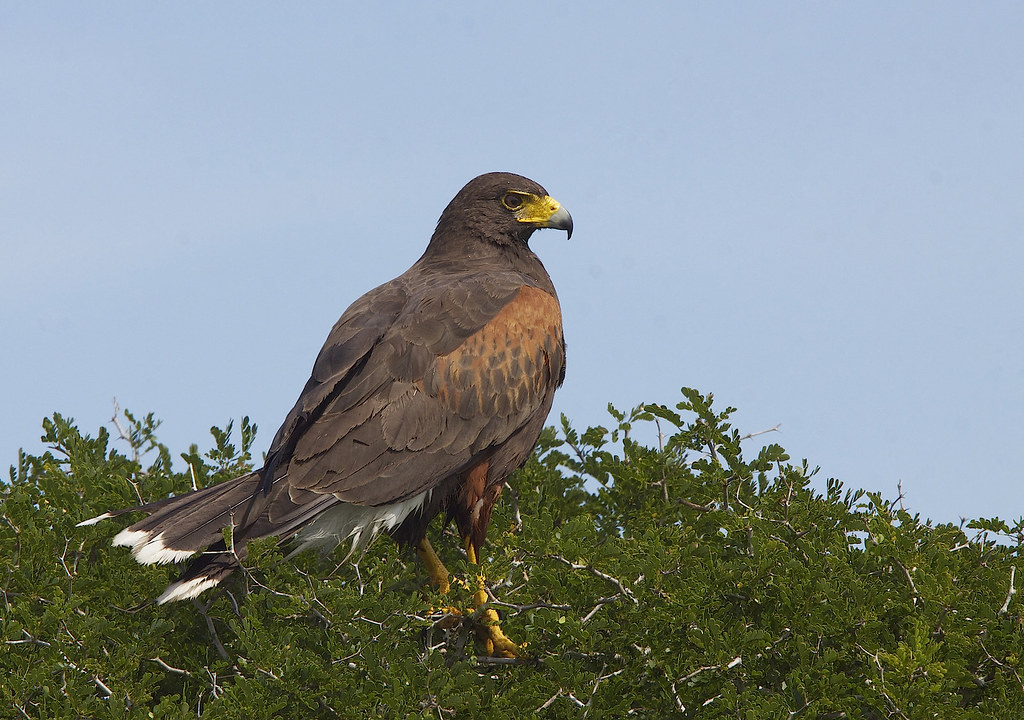 A Harris' Hawk with reddish shoulders and a yellow beak perches atop a green bush.
