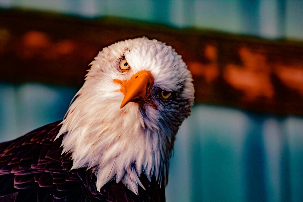Close-up portrait of a bald eagle with intense eyes, highlighting its predatory nature in the wild.