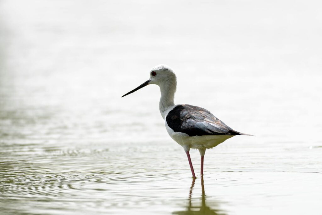 A black-winged stilt with long pink legs stands in shallow water.