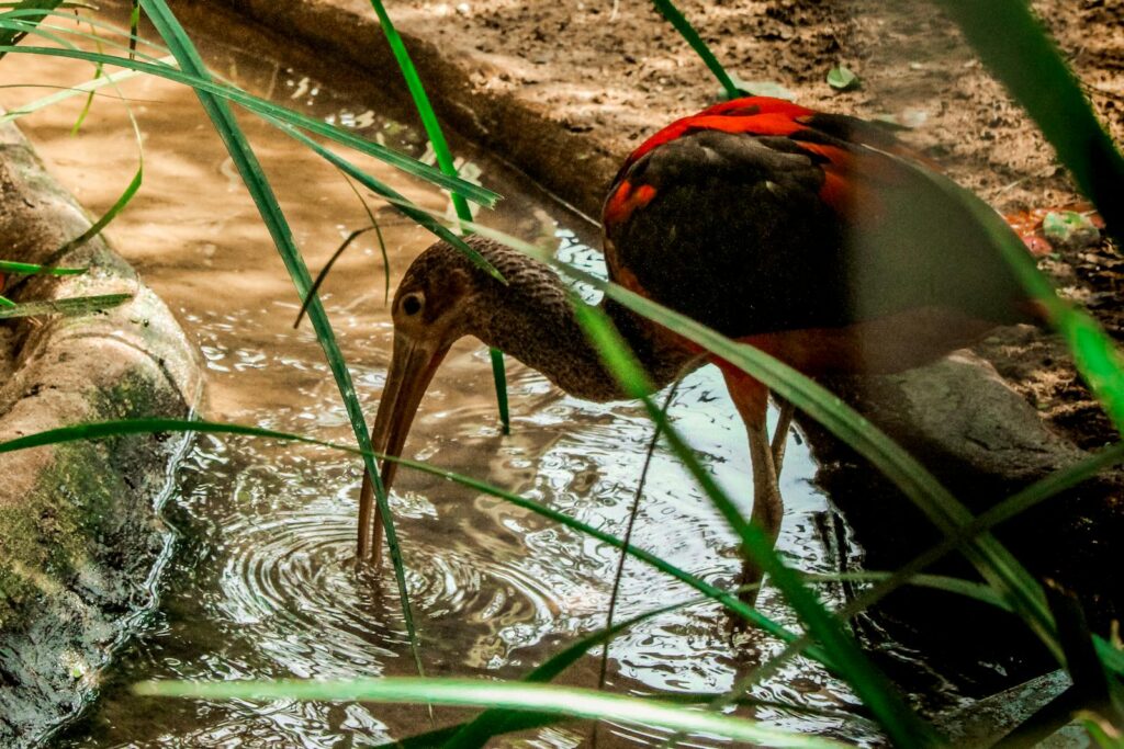A black and red ibis wades in shallow water, its long beak stirring the surface.