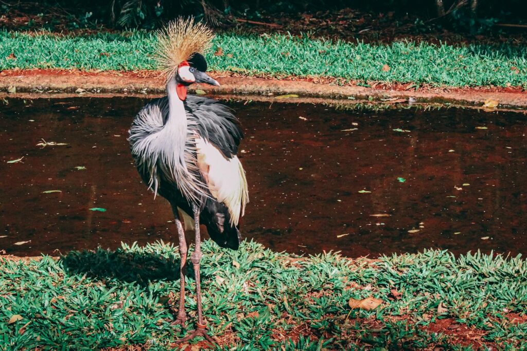 A grey crowned crane with a golden crest stands beside a pond with green grass.